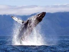 鲸类为什么会从水面跳出？